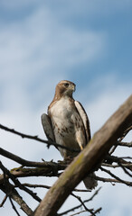 juvenile red-tailed hawk perched and sunbathing on a branch - buteo jamaicensis
