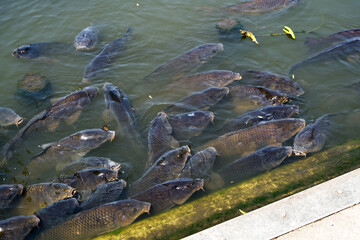 Many black carps on Shinobazu pond.