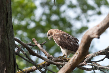 juvenile red-tailed hawk perched and sunbathing on a branch - buteo jamaicensis