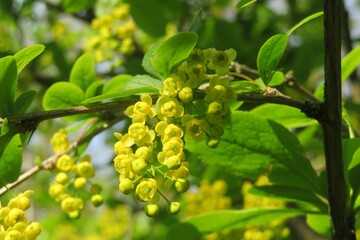 Barberry flowering in the garden in spring, yellow barberry flowers closeup