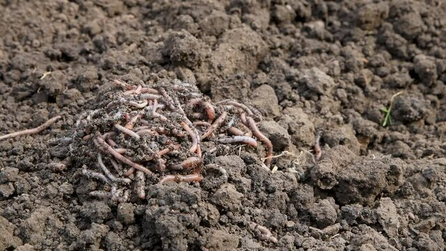 Earthworms in fertilized soil on a farm close-up. Fishing live bait. Organic fertilizers for agriculture. Background. 4K video