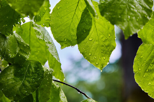 Green alder leaves with water drops in the light of the sun