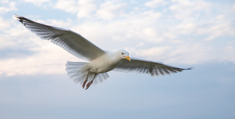 Fototapeta premium seagull flying in the sky