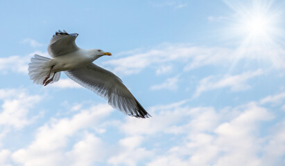 seagull flying in the sky