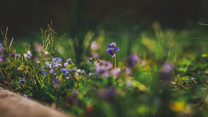 spring flowers in the grass
