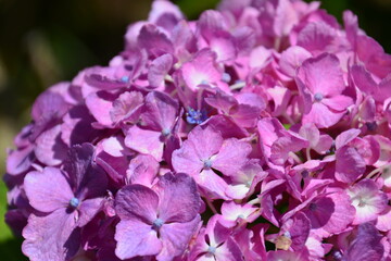 アジサイの花