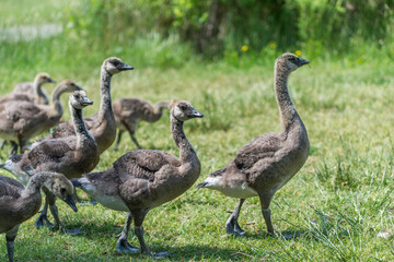 Canadian goose goslings begin to shed baby down - shown here walking together as a group