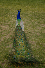Obraz premium Closeup portrait of peacock walking with feathers walking in romantic park, green grass, bird with beautiful tail, pattern of colorful tail feathers eyes in saturated blues and greens