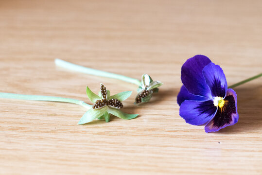 Semillas de pensamiento y una flor de pensamiento violeta sobre un fondo de madera