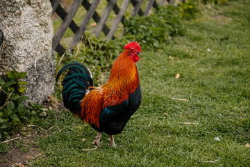 Close up of rooster with bright red comb, mottled yellow and black beak, orange eye, shiny brown feathers, blue-black tail plume pecking around on green grass, chicken in village, countryside