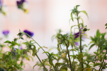 Fototapete bei efototapeten.de bestellen   