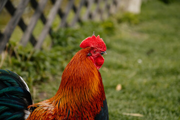 Close up of rooster with bright red comb, mottled yellow and black beak, orange eye, shiny brown feathers, blue-black tail plume pecking around on green grass, chicken in village, countryside