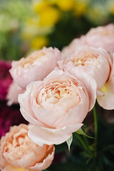 Beautiful blossoming roses in tender pink colors, standing at the florist shop close up