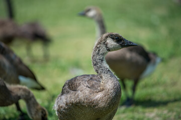 close up of Canadian goose goslings begin to shed baby down - 