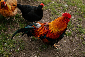 Close up of rooster with bright red comb, mottled yellow and black beak, orange eye, shiny brown feathers, blue-black tail plume pecking around on green grass, chicken in village, countryside