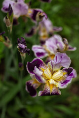 Fototapeta na wymiar violet iris flower in the garden