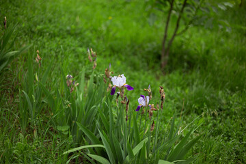 violet iris flower in the garden