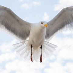 seagull flying in the sky
