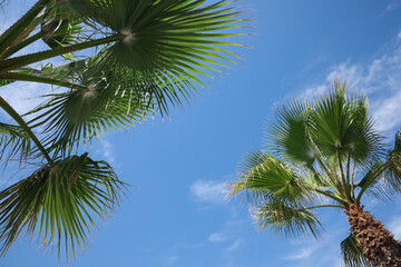 Fototapeta na wymiar Beautiful palm trees outdoors on sunny summer day, low angle view