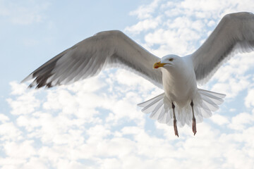 seagull flying in the sky