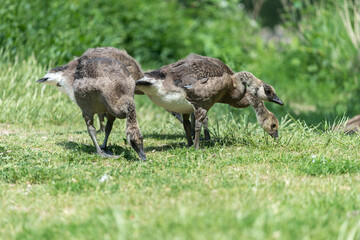 Naklejka na ściany i meble Canadian goose goslings begin to shed baby down - shown here eating grass