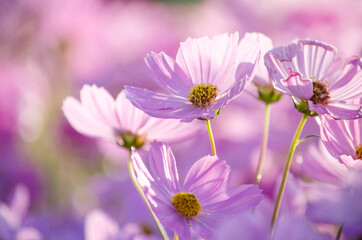 Closed up beautiful soft pink young cosmos flower over blur natural pink background under morning sun light