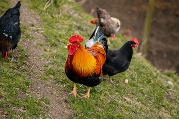 Close up of rooster with bright red comb and hens, mottled yellow and black beak, orange shiny brown feathers, blue-black tail plume pecking around on green grass, chicken in village, countryside