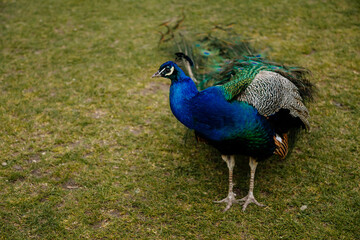Fototapeta premium Closeup portrait of peacock with feathers walking in romantic park, green grass, bird with beautiful tail sitting on stone bowl, pattern of colorful tail feathers eyes in saturated blues and greens