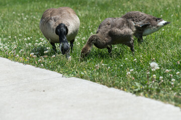 Canadian goose goslings begin to shed baby down - shown near a concrete path with parent