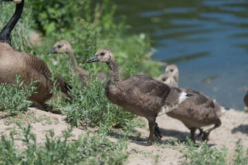 Canadian goose goslings begin to shed baby down - shown here as they step up onto a river bank