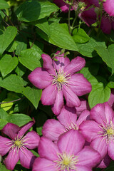 deep pink clematis (ranunculaceae) blooms in a curb-side garden bed
