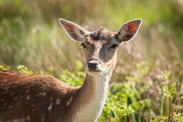 white deer