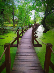Obraz premium wooden bridge in the swamp
