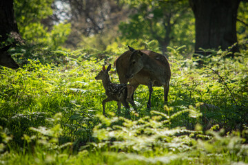 deer and calf