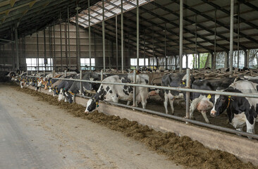 Cows in stable. Cattle farming. Netherlands.