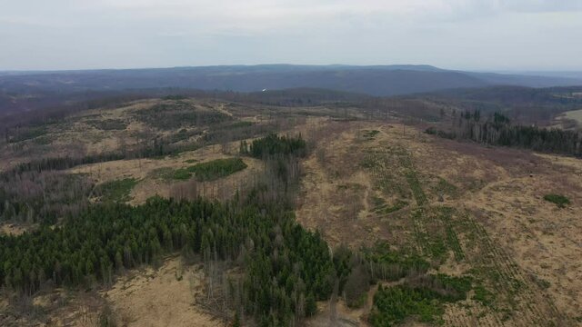 Aerial bark wood beetle drone pest Ips typographus dead spruce tree infested and attacked by the European spruce quadcopter view flying fly flight show, cutting deforestation caterpillar dead trees