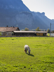 Obraz premium Horse graze in the pasture