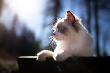 Ragdoll kitten looking something in the forest