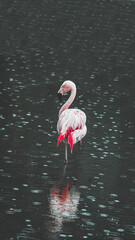 flamingo in the water