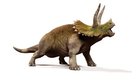 Gordijnen Triceratops horridus, screaming dinosaur isolated with shadow on white background  © dottedyeti