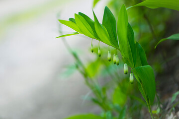 Fototapeta na wymiar Polygonatum odoratum, Polygonatum officinale, white forest flowers in bloom, springtime wild flowering plant with green leaves on stem. macro nature, natural background, close-up