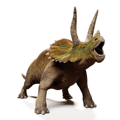Triceratops horridus, screaming dinosaur isolated with shadow on white background