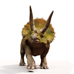Triceratops horridus, walking dinosaur isolated with shadow on white background, front view