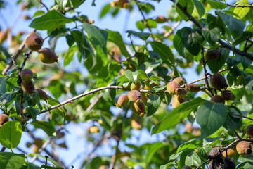 Leaves and Young fruits of Japanese allspice, wintersweet