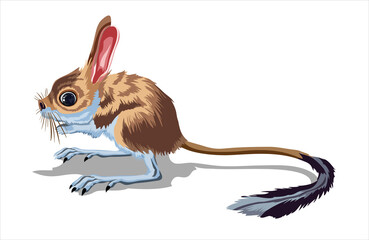 Light Small Jumper. A jerboa, a small animal, a field mouse with a very long tail. Isolate, full color with stroke vector illustration