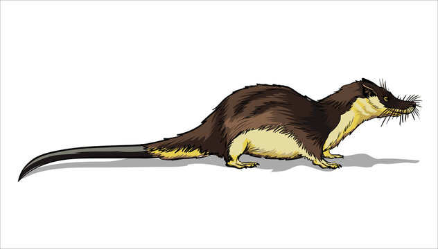 Otter Shrew. A small animal, a field yellow rodent with a very long tail.Full color with stroke vector illustration
