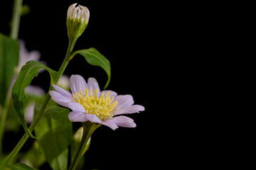 Flower of Miyakowasure, Aster savatieri cultivate, Black background