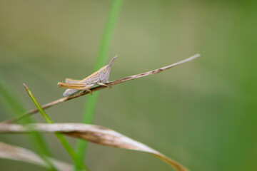 Common field grasshopper resting on a dry stalk of grass. Isolated on light green background. Side view, closeup. Genus species Chorthippus brunneus. macro nature. space for text