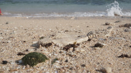 Dead coral washed up on the beach
