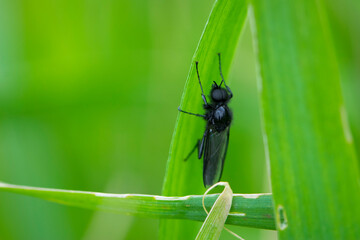 Eurytoma schreineri. Bibionomorpha. mosquito. Mosquito resting on green grass. Male and female mosquitoes feed on nectar and plant juices. insect close-up, macro photo. pest, thickfoot